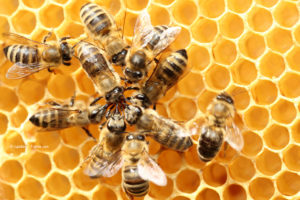 Bienen, Bienenkönigin, Gelée royale, Bienenvolk, Futtersaftdrüse, Bienenstock