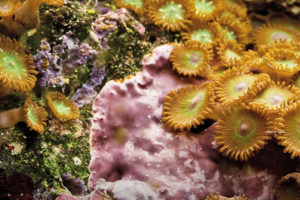IVK, Industrieverband Klebstoffe, Klebstoffe, Kleber, Kleben fürs Leben, kleben-fuers-leben, Onlinemagazin, Online-Magazin, Kleben, Nachhaltigkeit, Umwelt, Klebstoff-Hersteller, Meerwasseraquarium, Epoxidharz, Silikon, Aquarium, Korallen, Riff, Klebstoff, Unterwasserwelt, Biotop, Wasserpflanzen, #kommkleben, kommkleben, komm kleben,