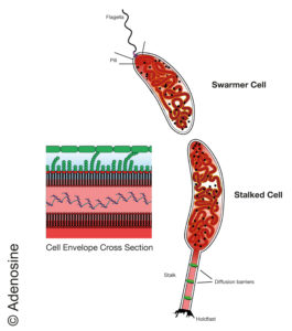 Bakterium, Superklebstoff, Natur, Wunder, Petrischale, Forschung, Labor, Caulobacter crescentus