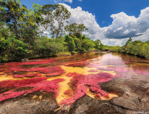 Macarenia clavigera: Klebende Farbpracht im Caño Cristales