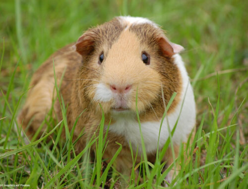 Was haben Tiger und Meerschweinchen mit Klebtechnik zu tun? oder Paradigmenwechsel der EU bei der Bewertung der Klebtechnik